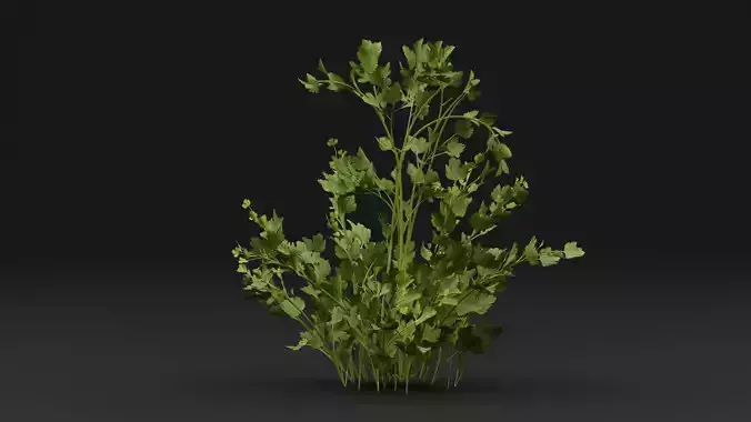 Parsley Plant