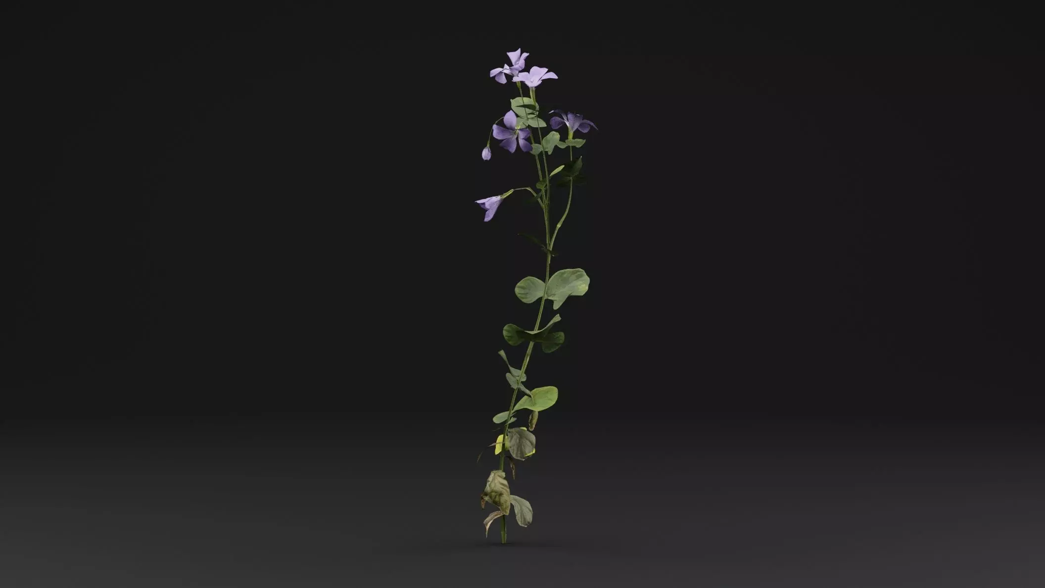 Periwinkle plant Low-poly 3D model_0