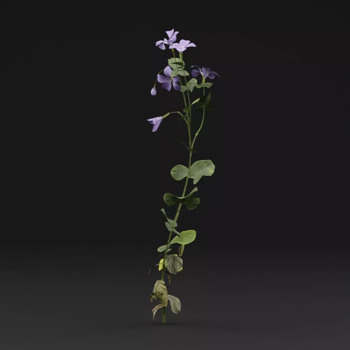 Periwinkle plant Low-poly 3D model_5