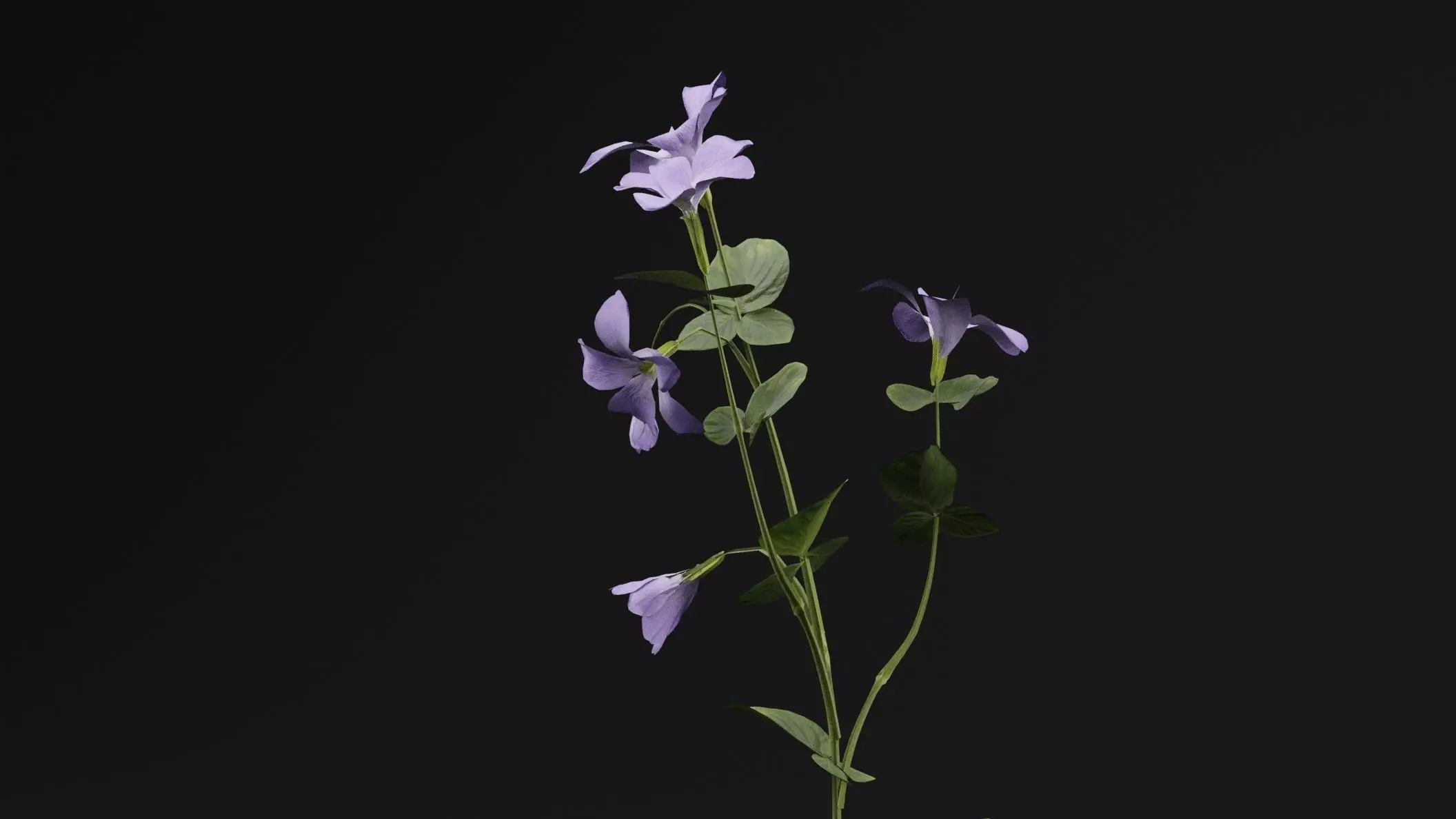 Periwinkle plant Low-poly 3D model_1