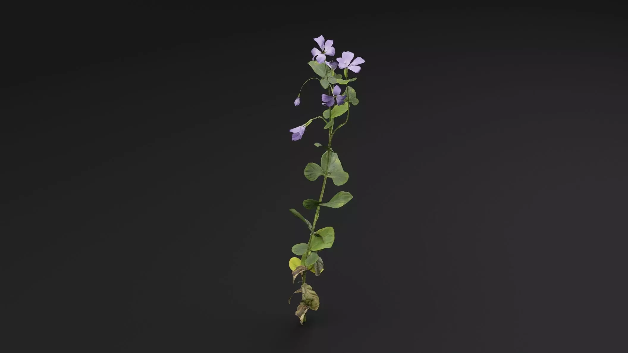 Periwinkle plant Low-poly 3D model_3