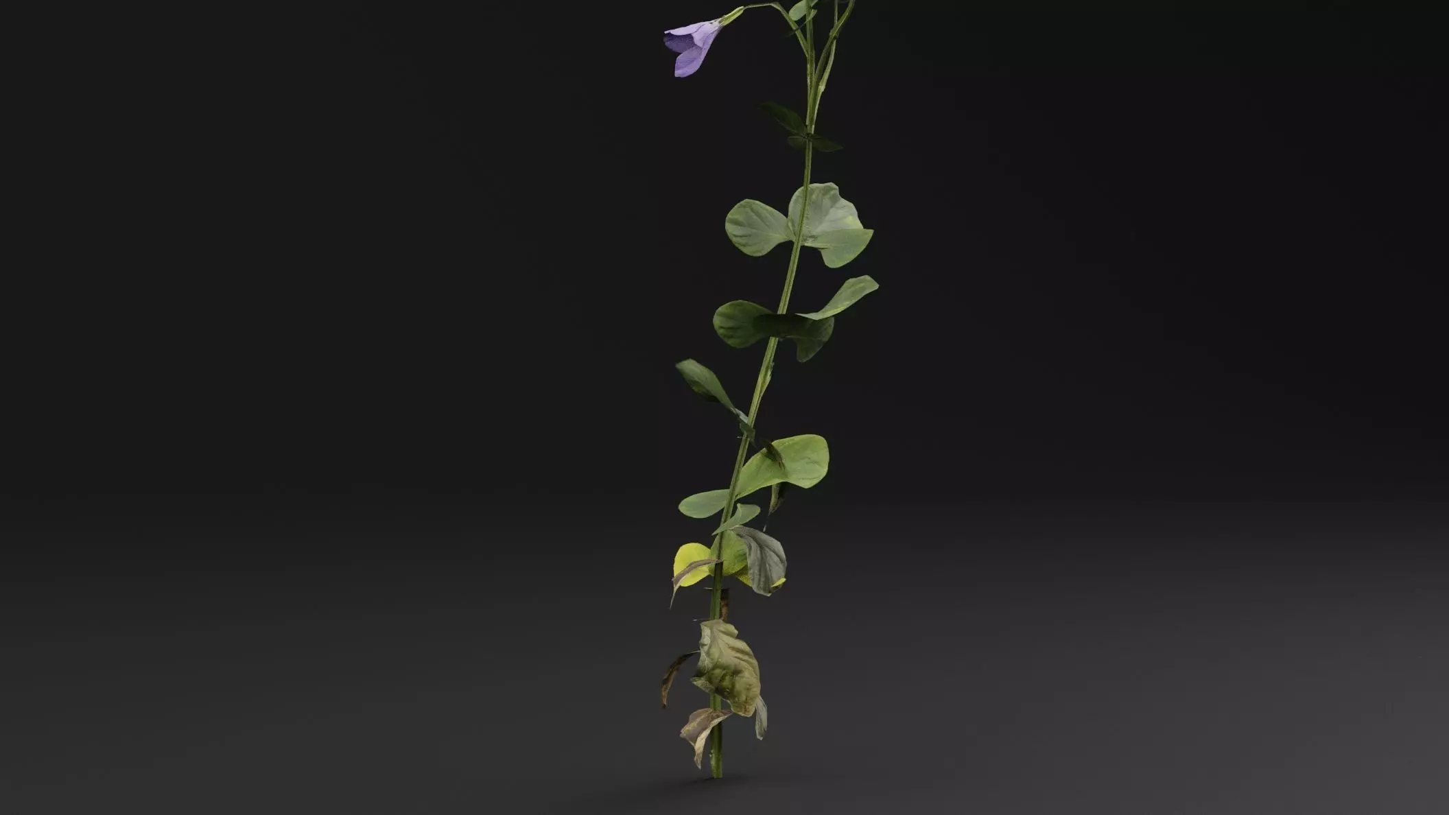 Periwinkle plant Low-poly 3D model_2