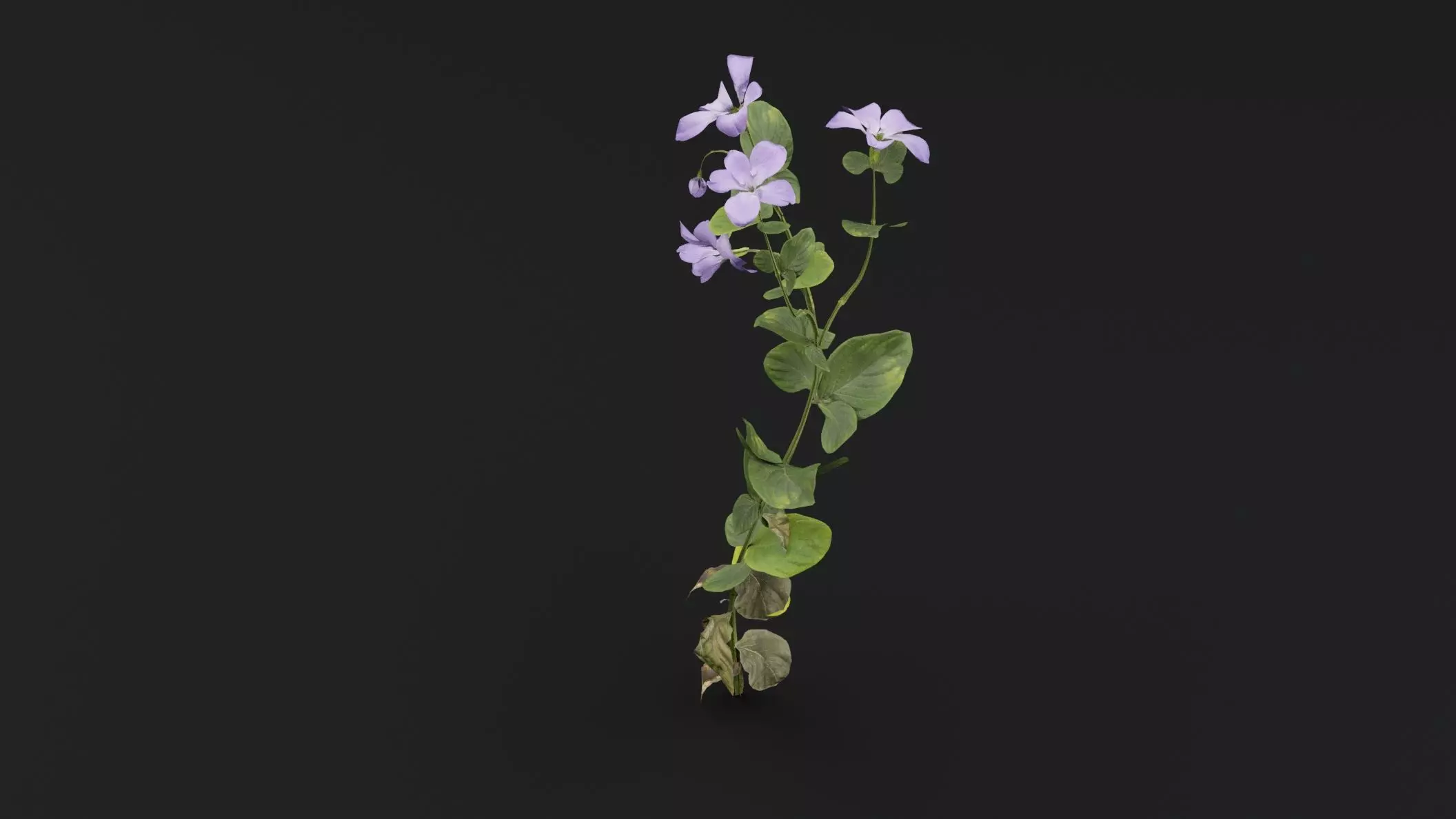 Periwinkle plant Low-poly 3D model_4