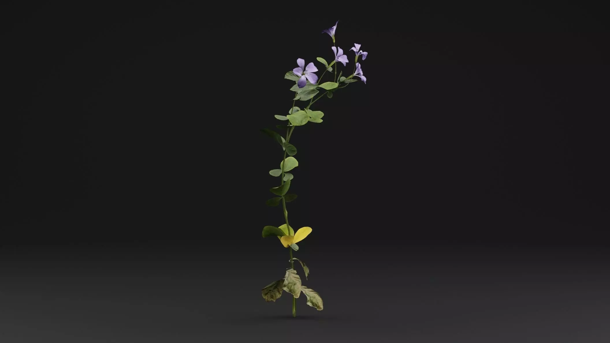 Periwinkle Plant Low-poly 3D model_0