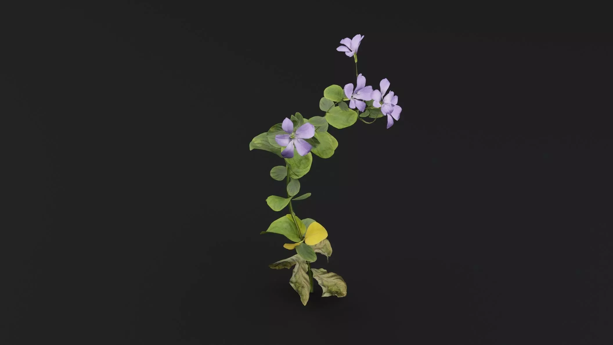 Periwinkle Plant Low-poly 3D model_4