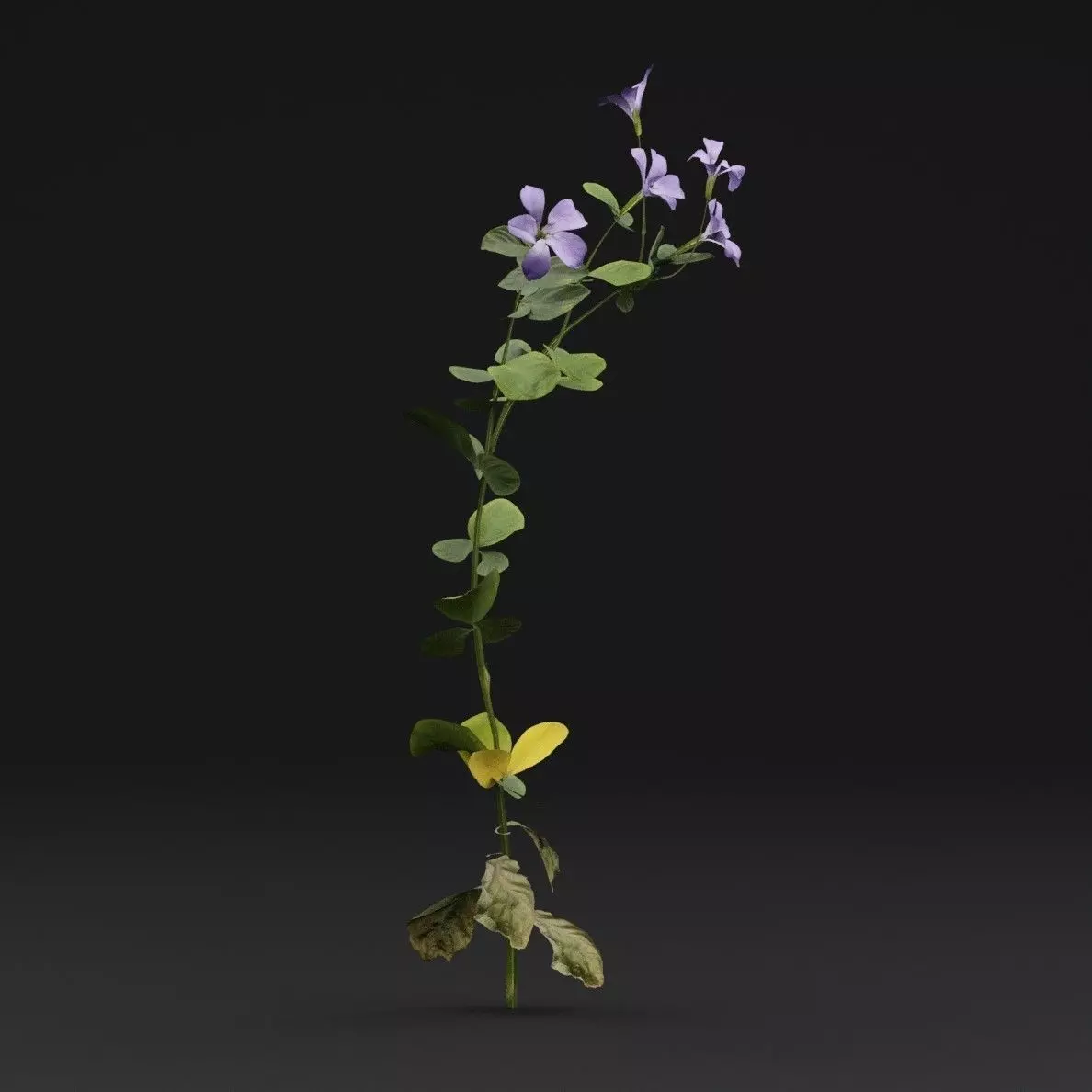 Periwinkle Plant Low-poly 3D model_5