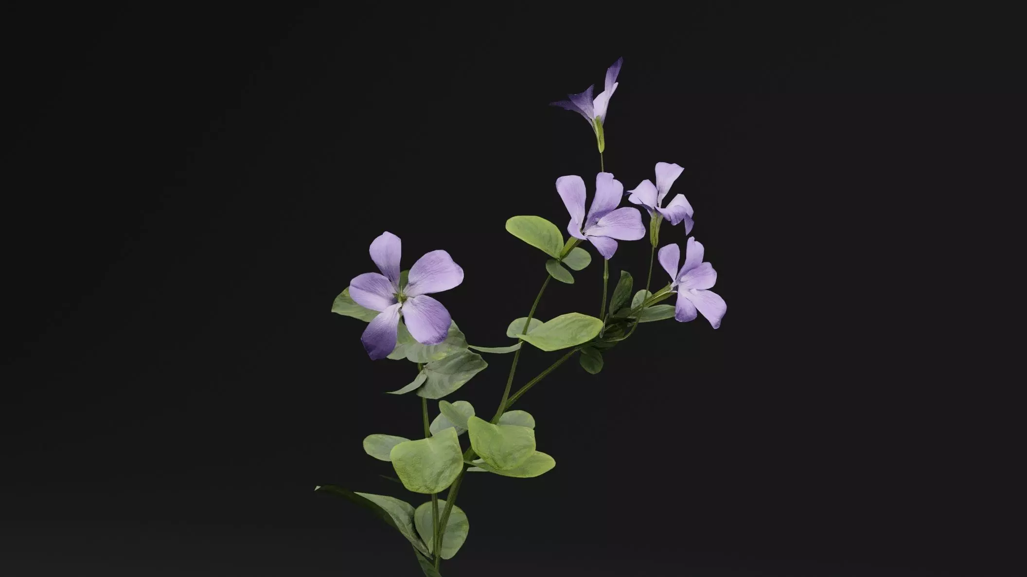 Periwinkle Plant Low-poly 3D model_1