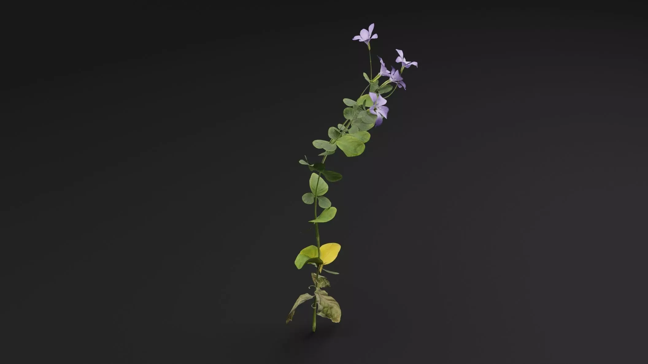 Periwinkle Plant Low-poly 3D model_3
