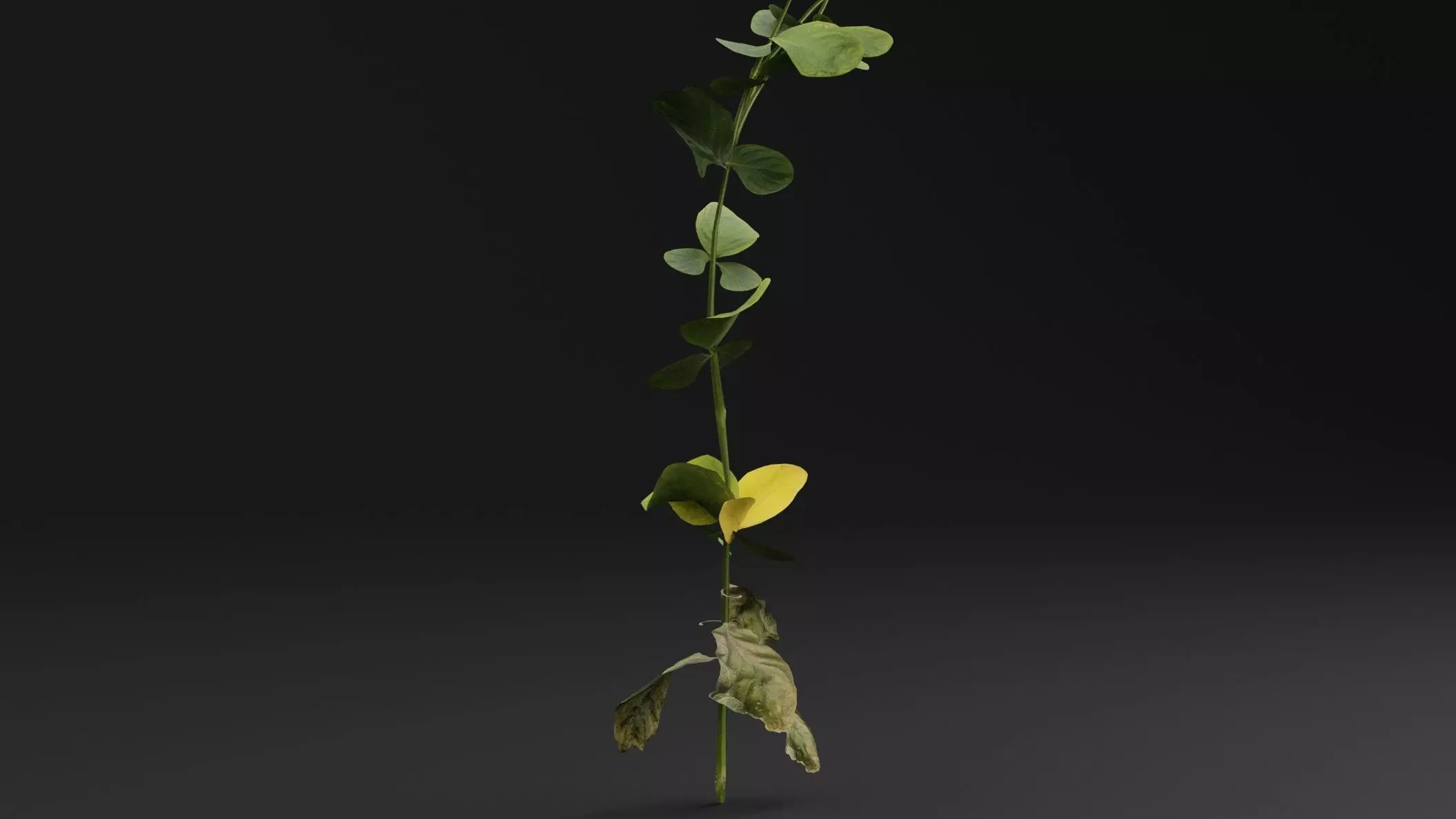 Periwinkle Plant Low-poly 3D model_2