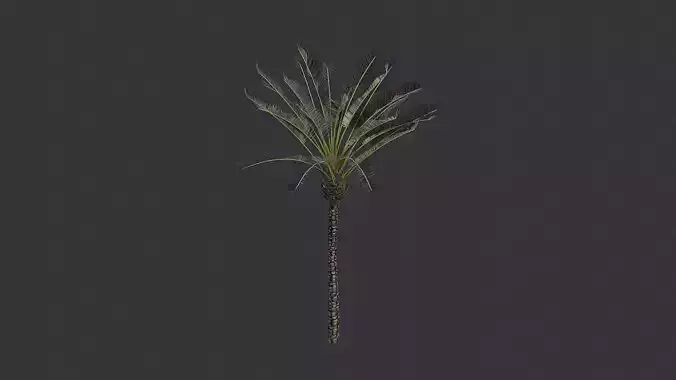 Palm Date Tree Foliage