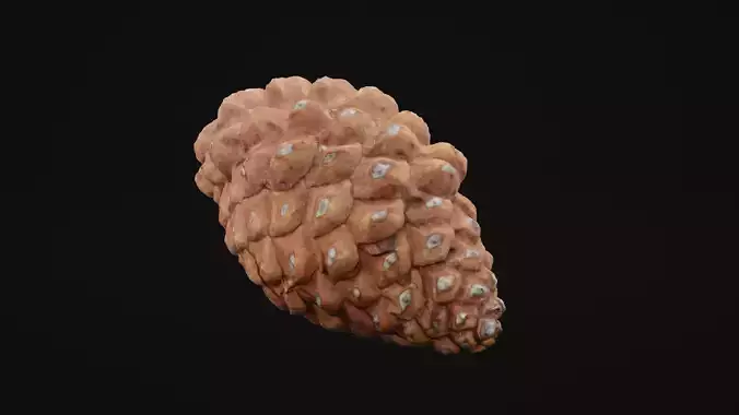 Pine Cone