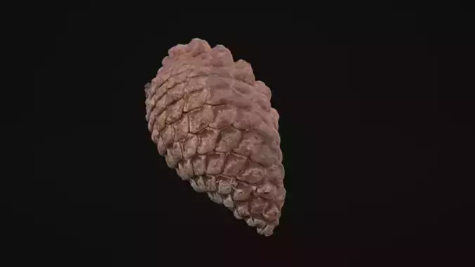  Pine Cone