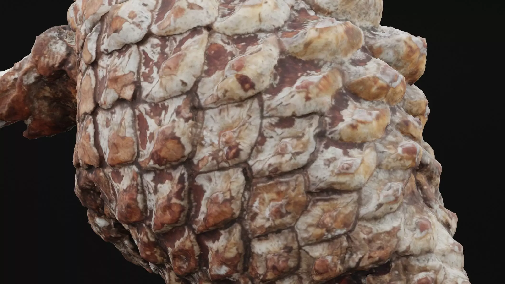 Pine Cone Low-poly 3D model_3