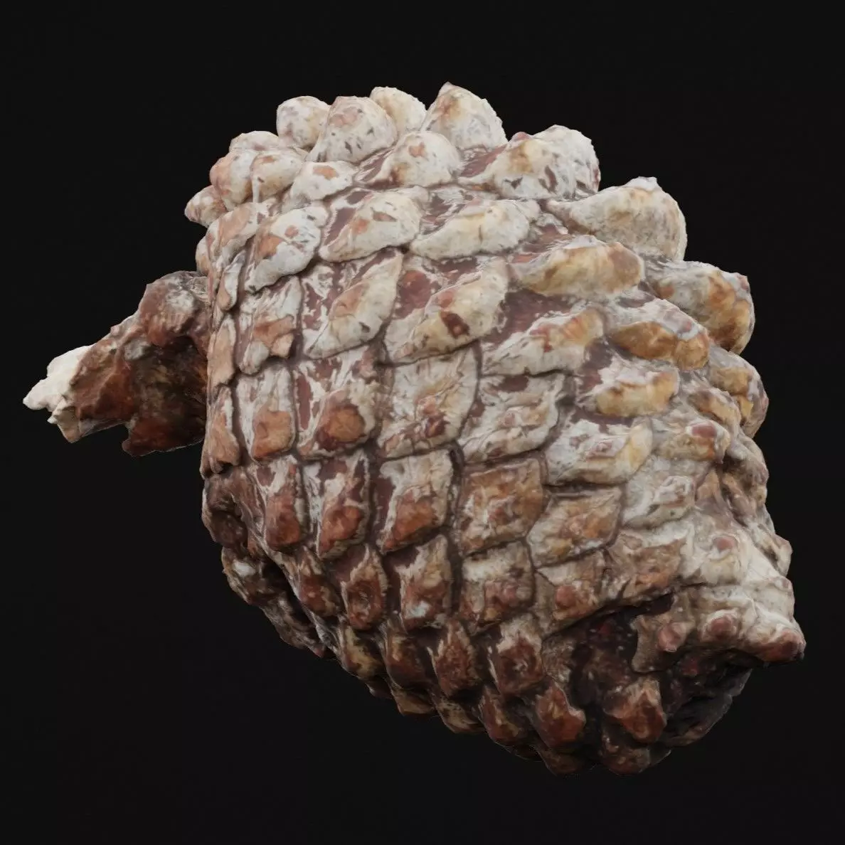 Pine Cone Low-poly 3D model_5