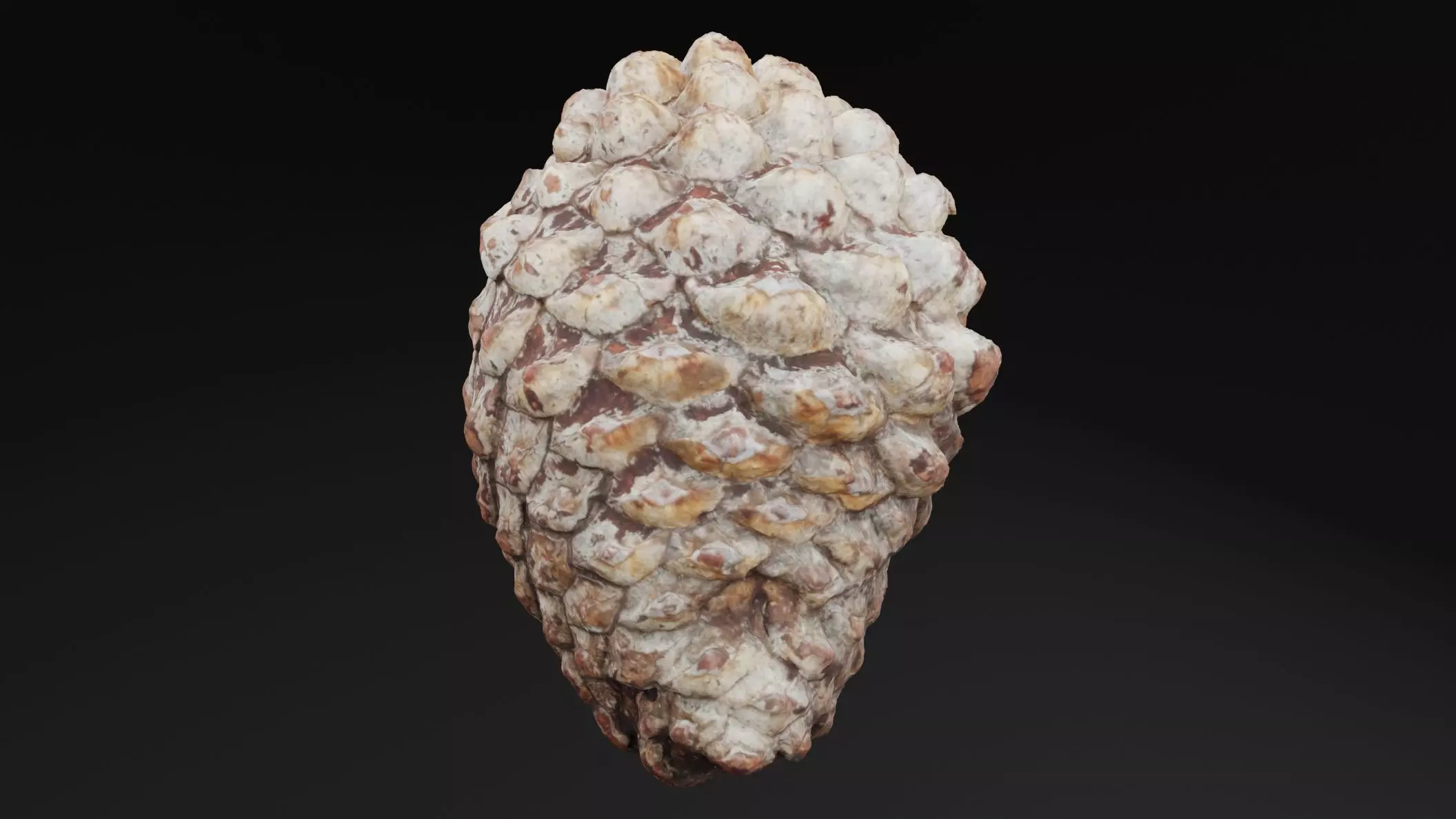 Pine Cone Low-poly 3D model_4
