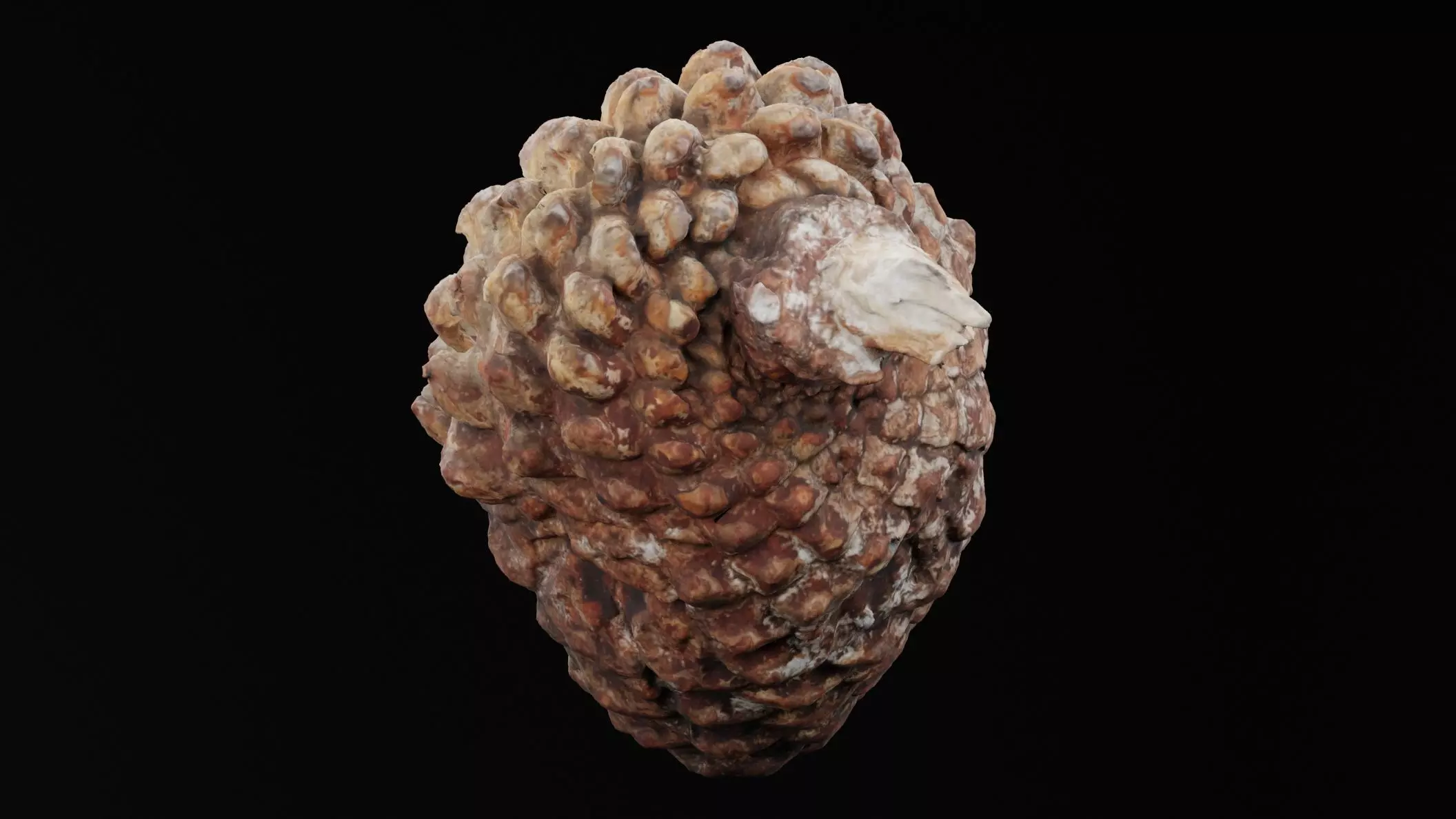 Pine Cone Low-poly 3D model_2