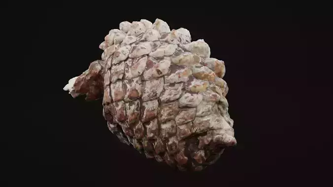 Pine Cone