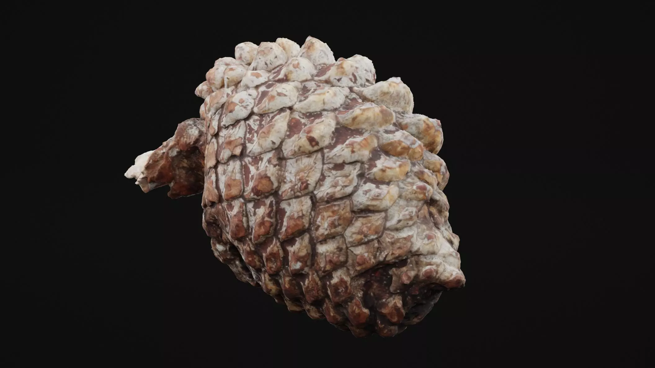 Pine Cone Low-poly 3D model_0