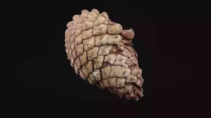 Pine Cone