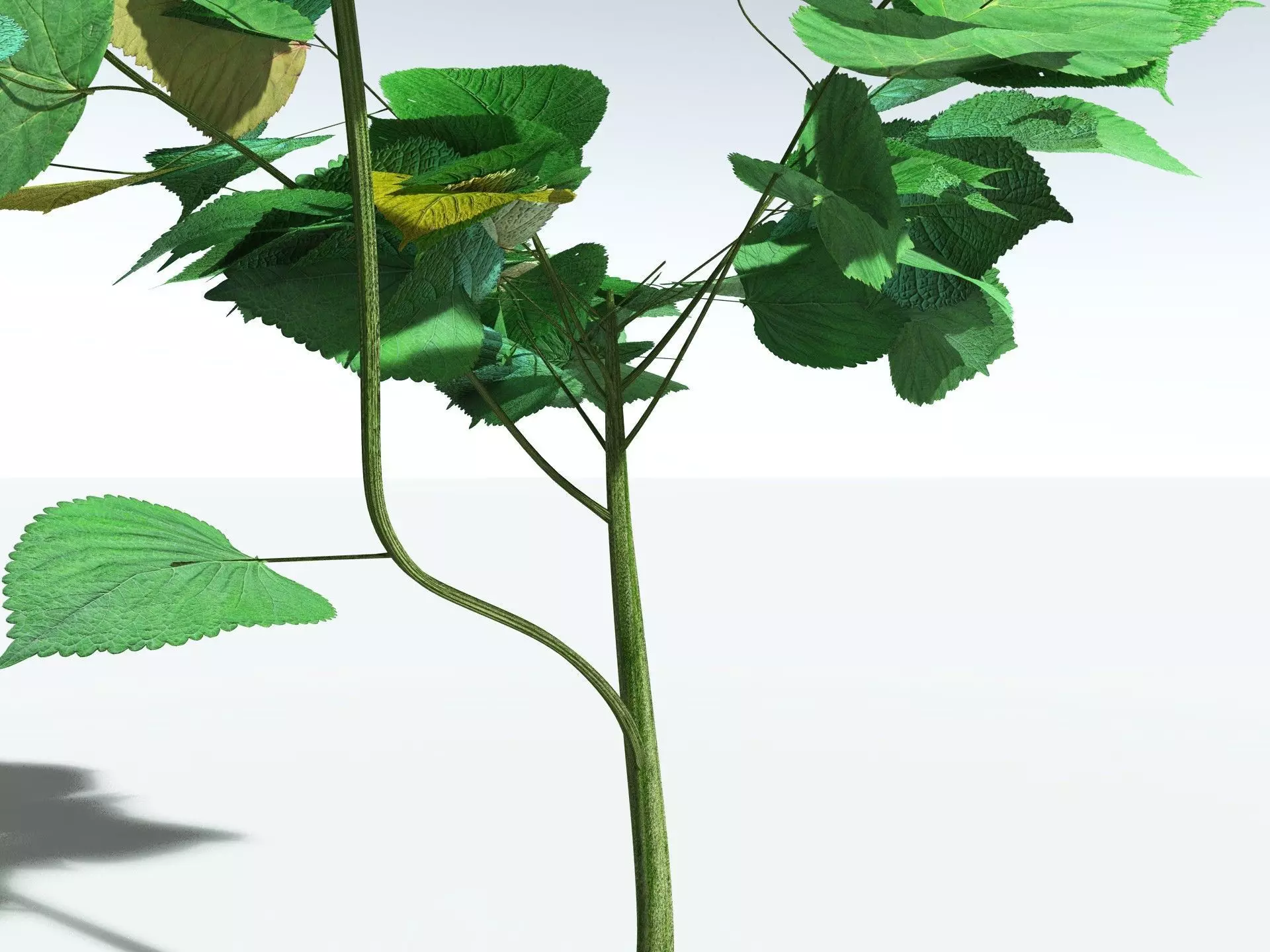 EVERYPlant Stinging Bush LowPoly Low-poly 3D model_21