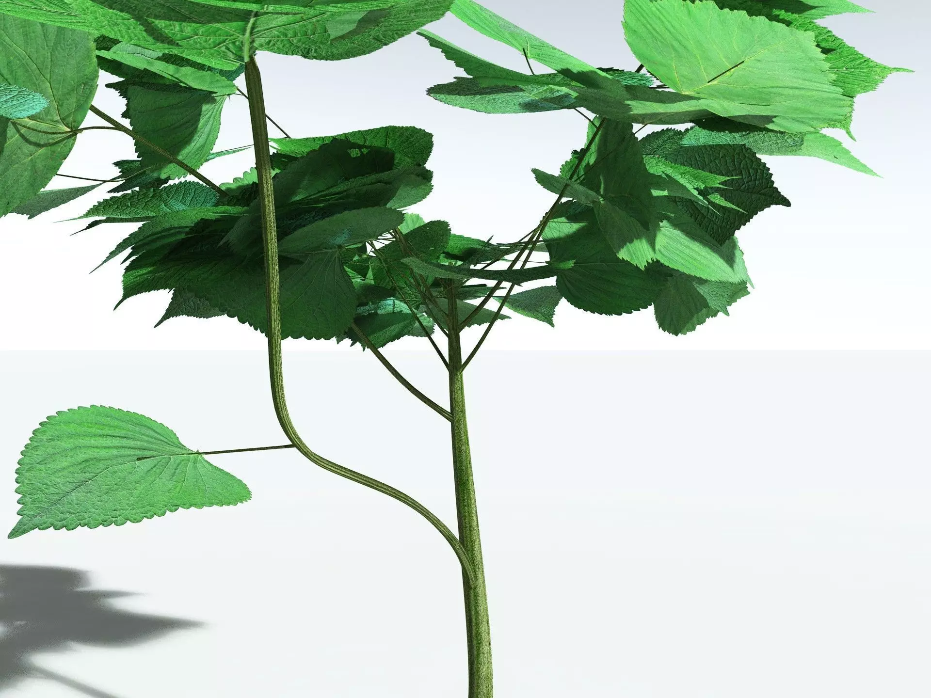 EVERYPlant Stinging Bush LowPoly Low-poly 3D model_11