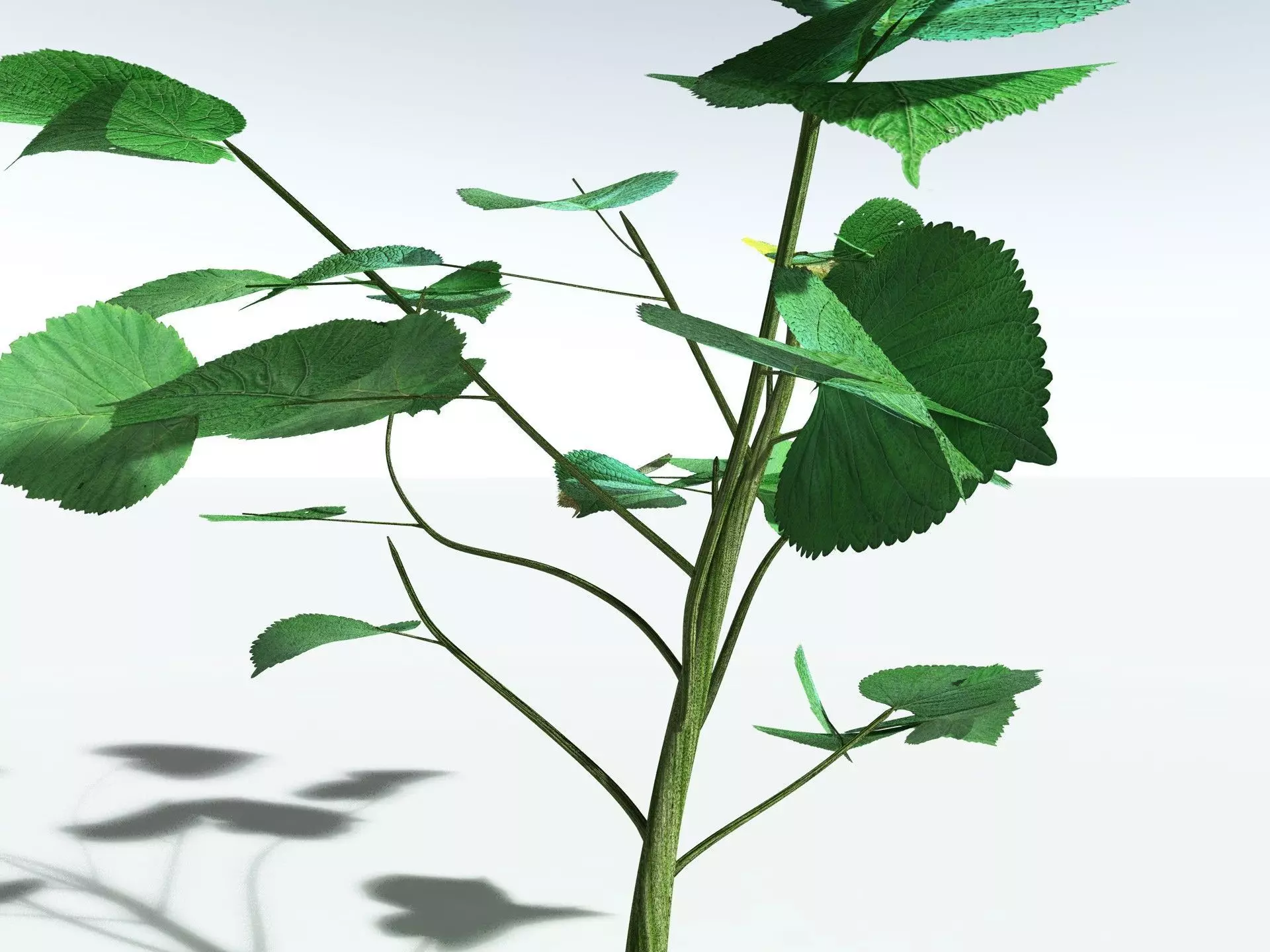 EVERYPlant Stinging Bush LowPoly Low-poly 3D model_7