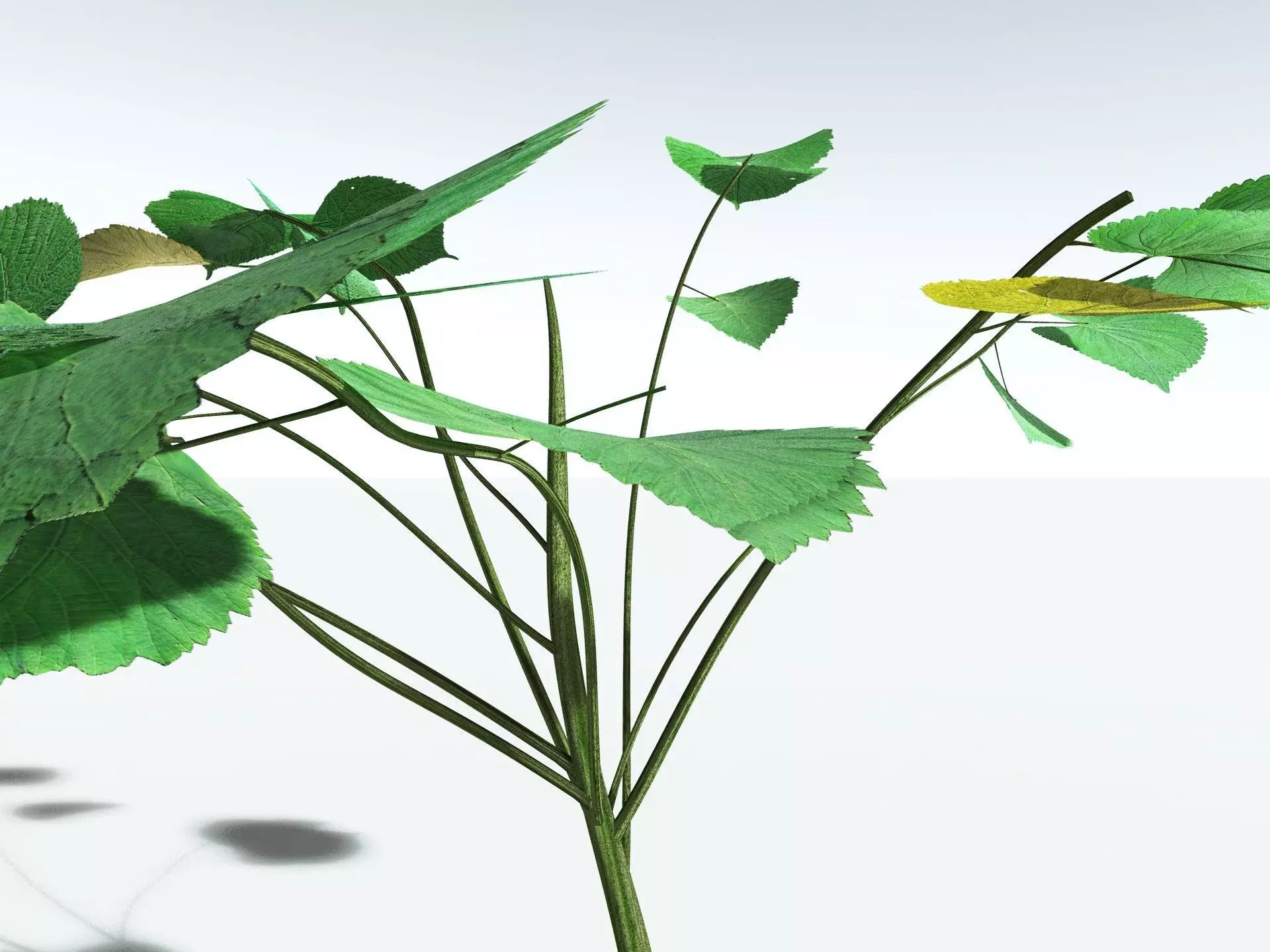 EVERYPlant Stinging Bush LowPoly Low-poly 3D model_13