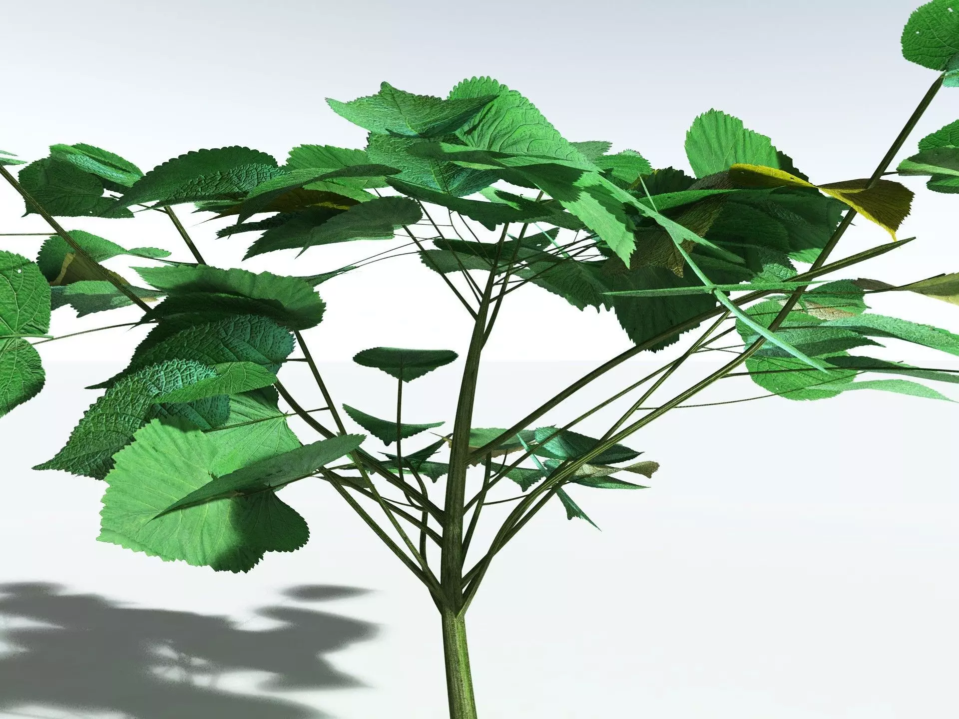 EVERYPlant Stinging Bush LowPoly Low-poly 3D model_9