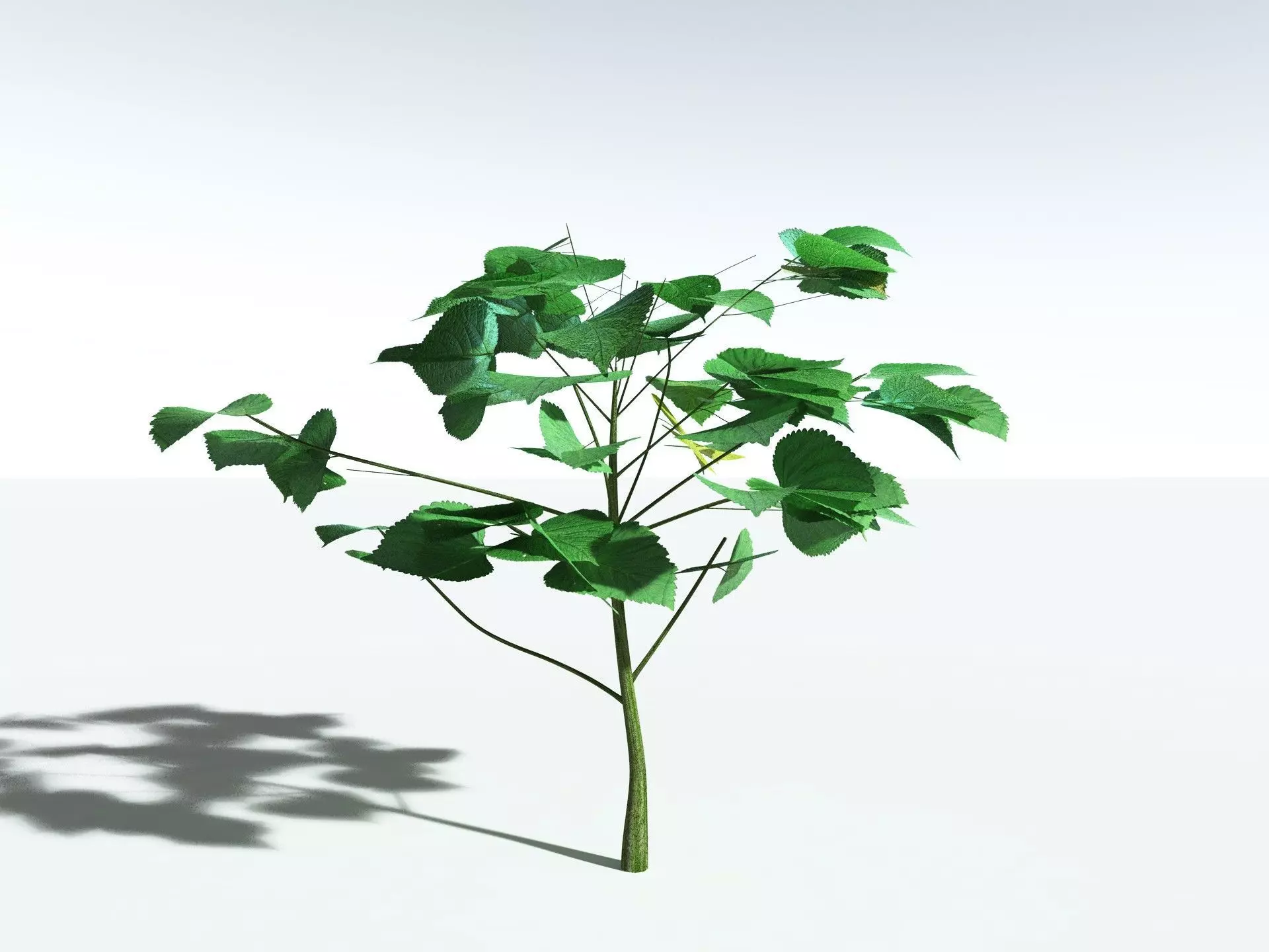 EVERYPlant Stinging Bush LowPoly Low-poly 3D model_4