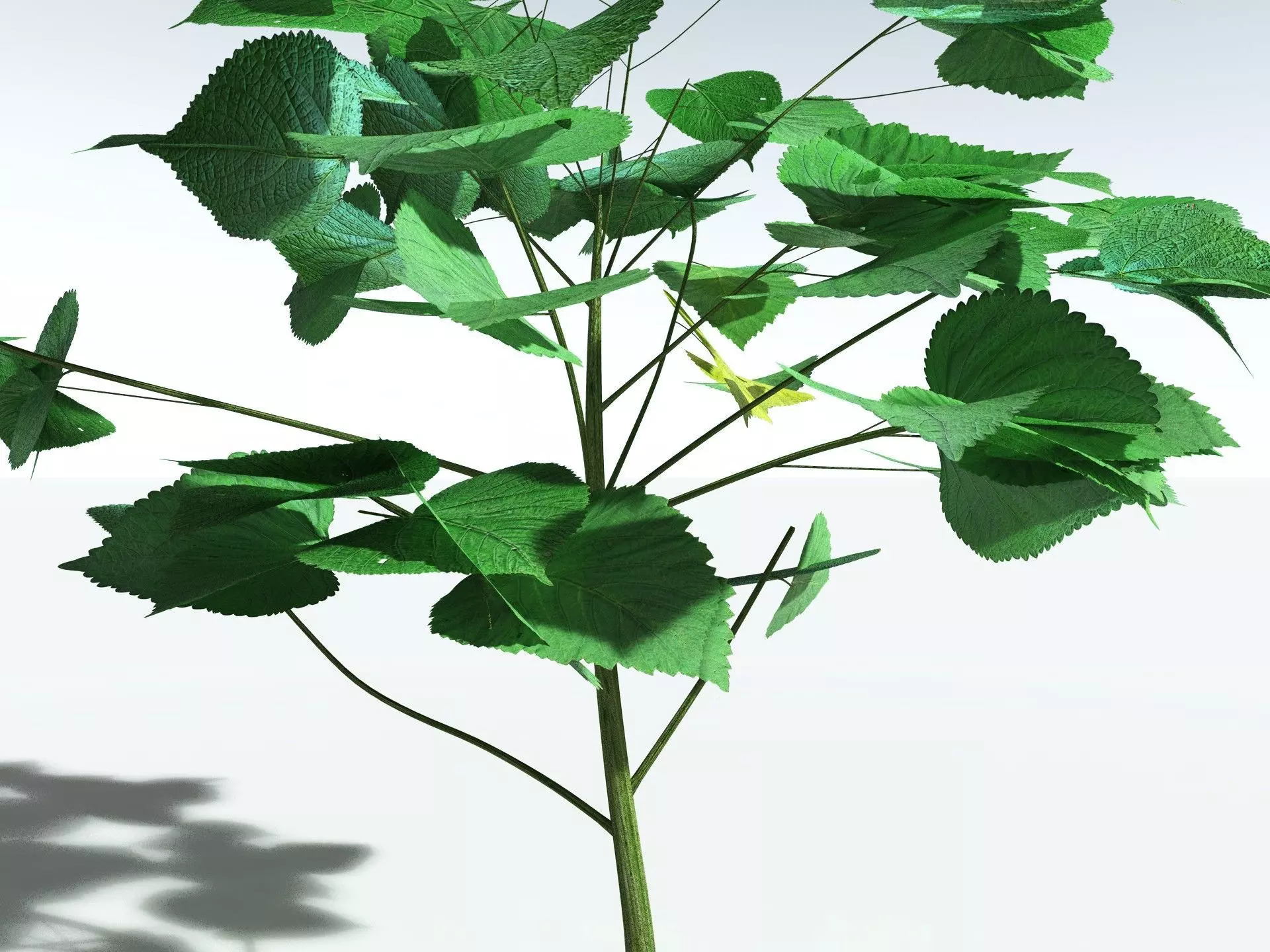 EVERYPlant Stinging Bush LowPoly Low-poly 3D model_5