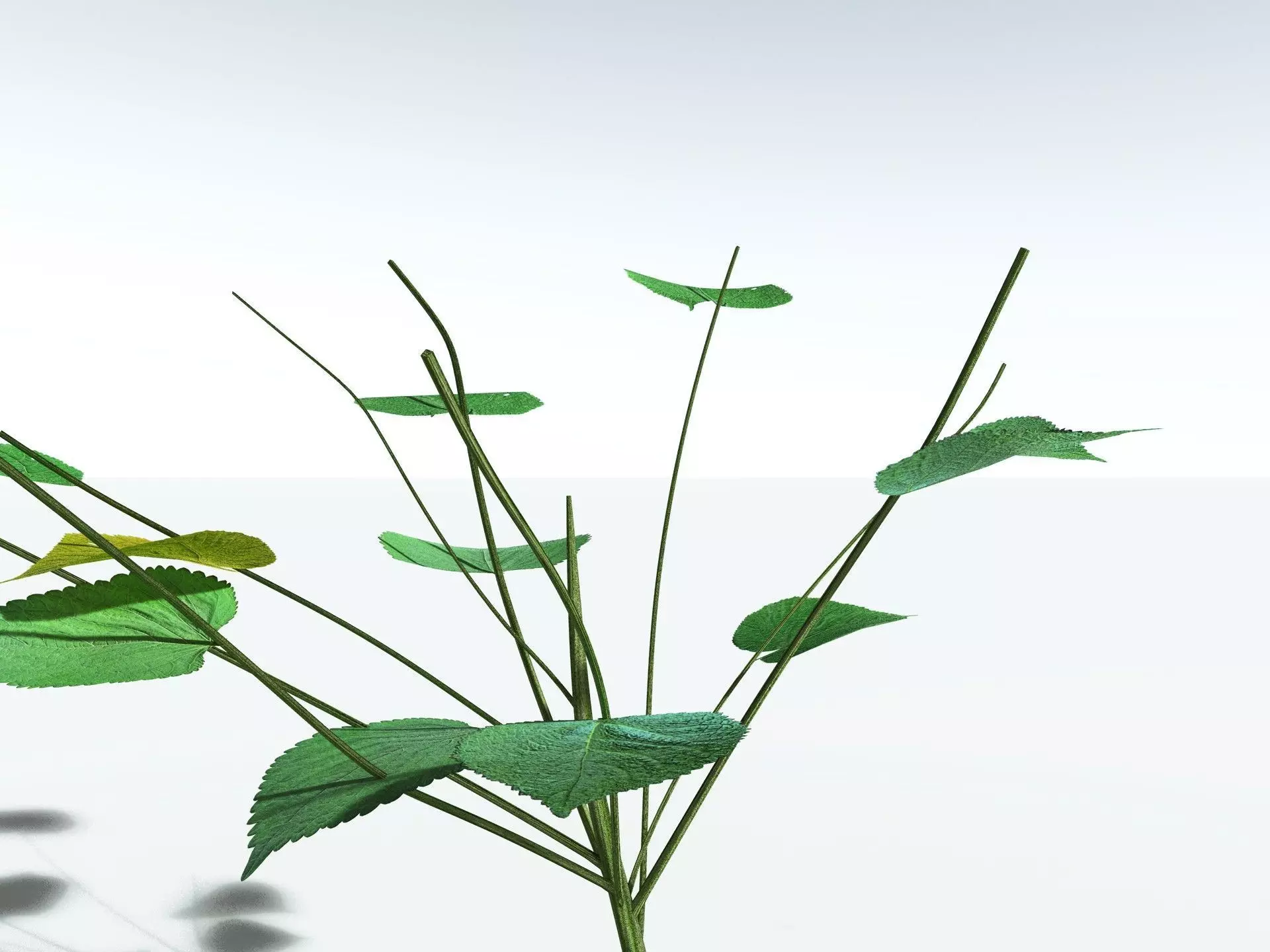 EVERYPlant Stinging Bush LowPoly Low-poly 3D model_23