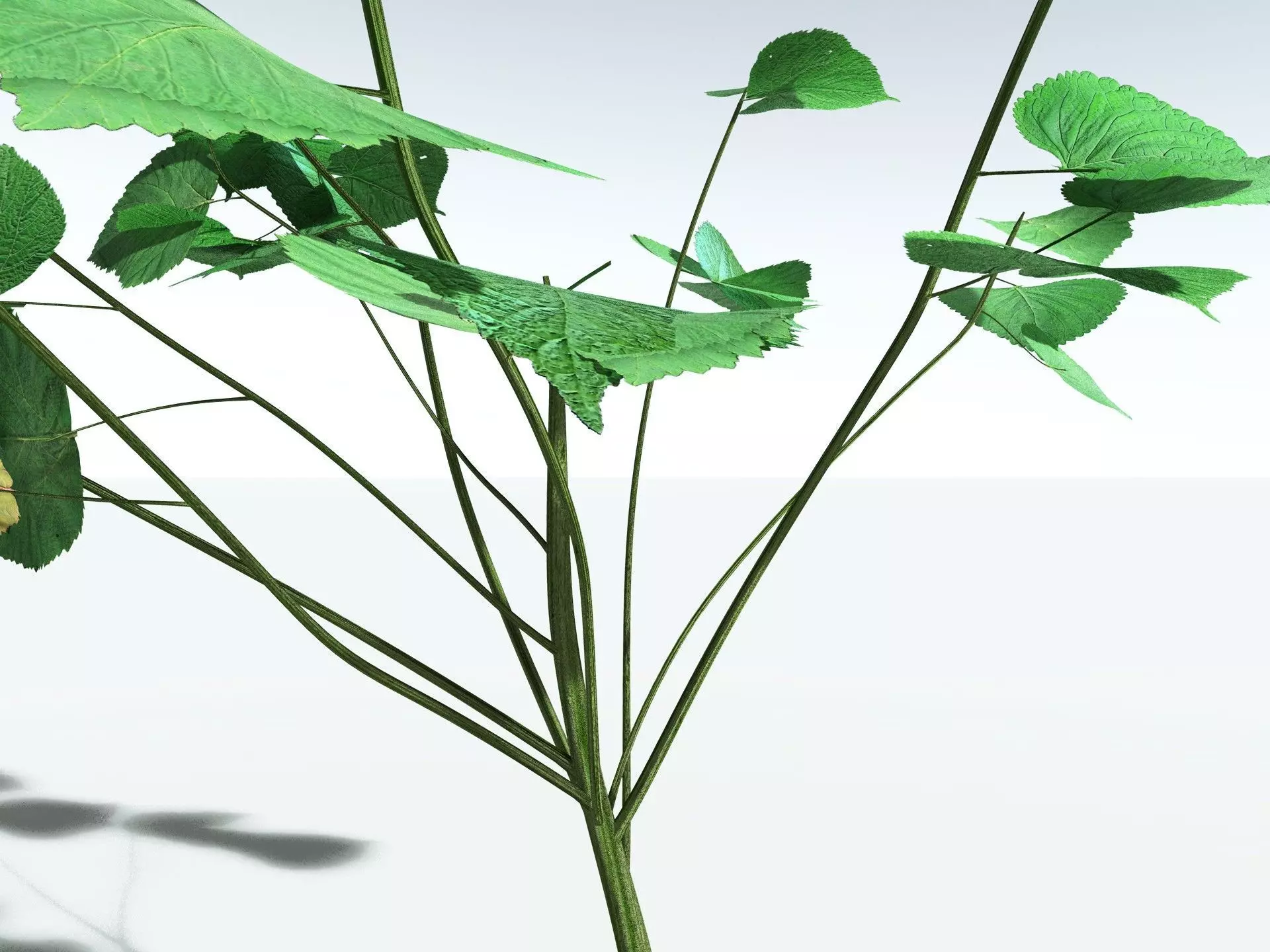 EVERYPlant Stinging Bush LowPoly Low-poly 3D model_3