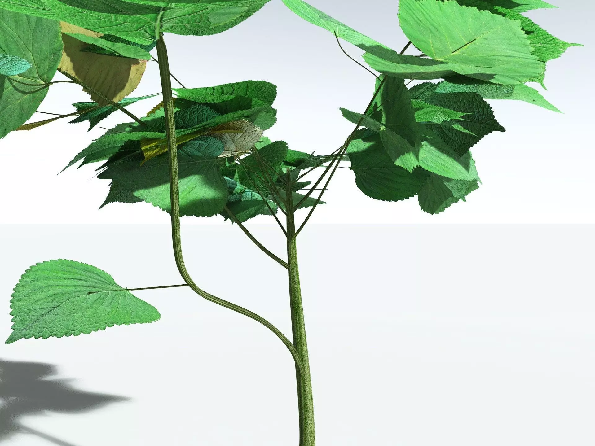 EVERYPlant Stinging Bush LowPoly Low-poly 3D model_1