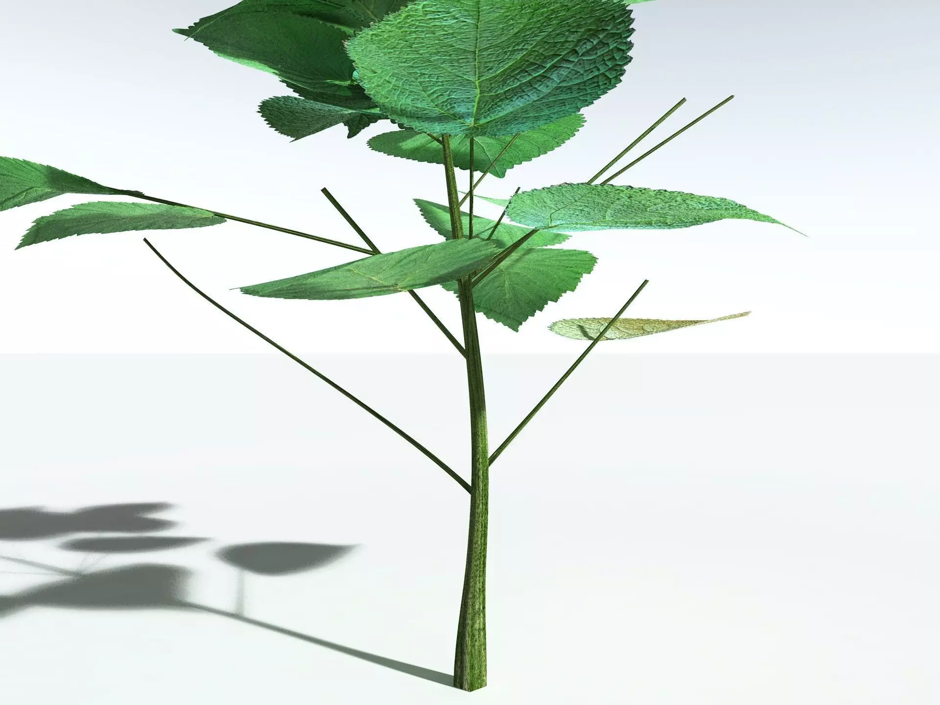 EVERYPlant Stinging Bush LowPoly Low-poly 3D model_25