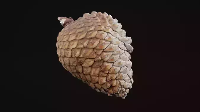 Pine Cone