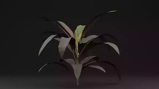 Pink Cordyline Plant