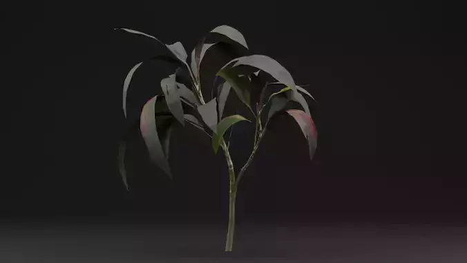  Pink Cordyline Plant