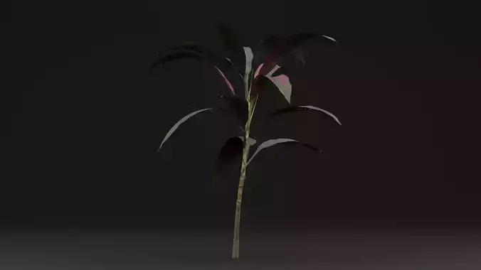 Pink Cordyline Plant