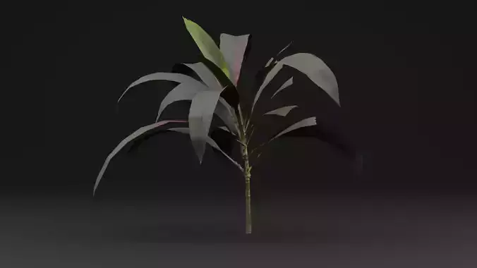 Pink Cordyline Plant