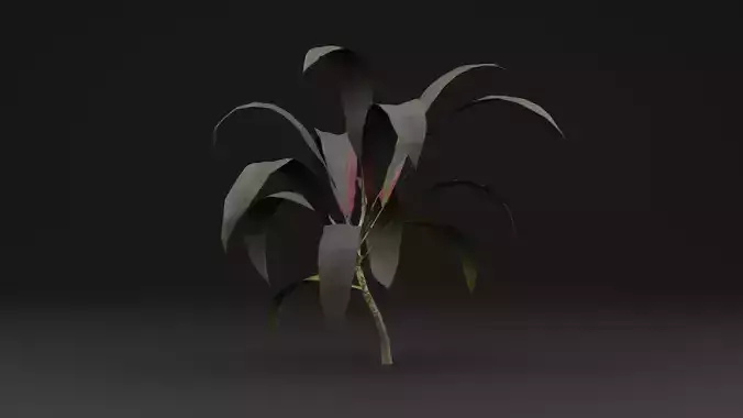 Pink Cordyline Plant