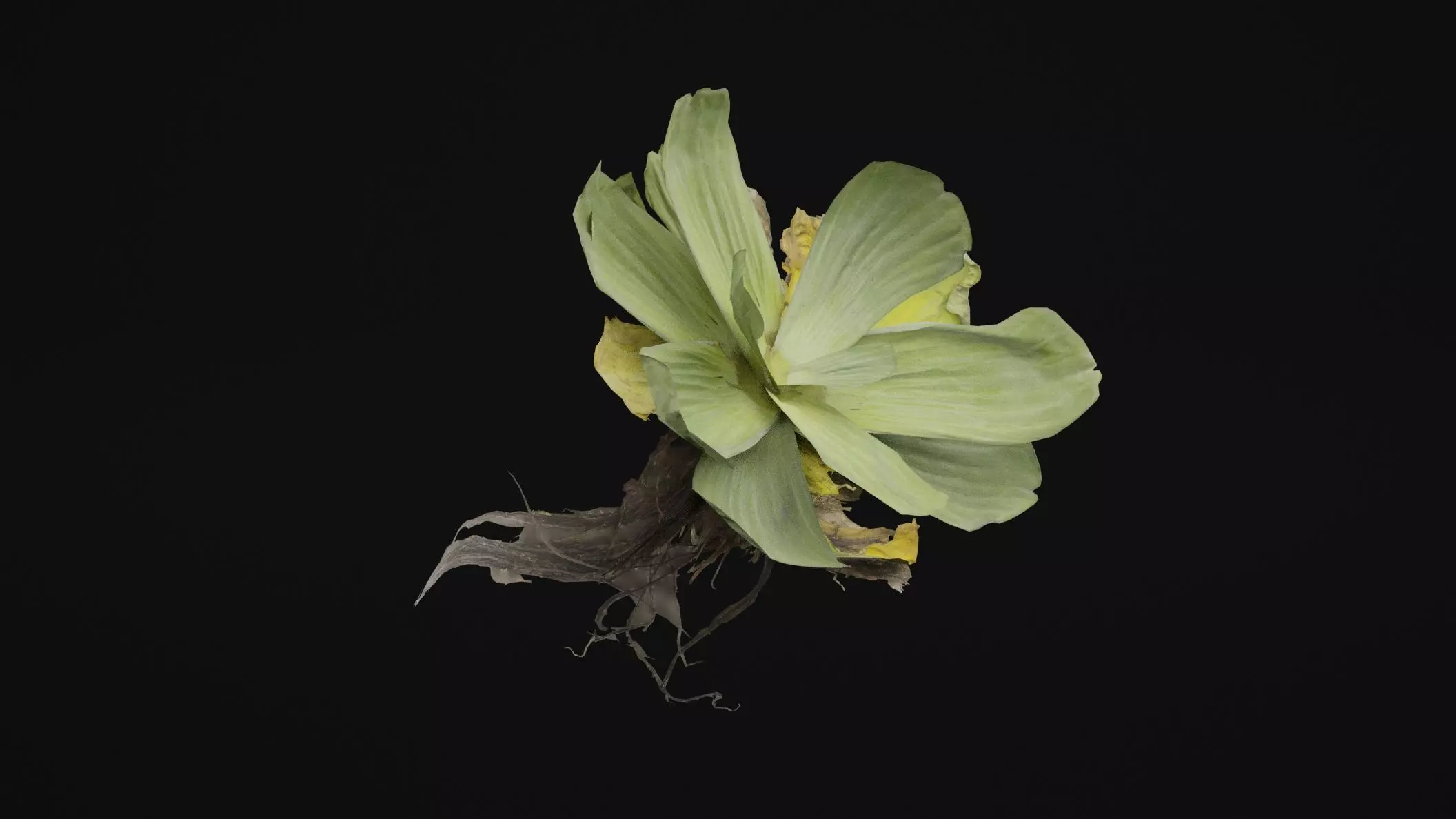 Pistia Plant Low-poly 3D model_0