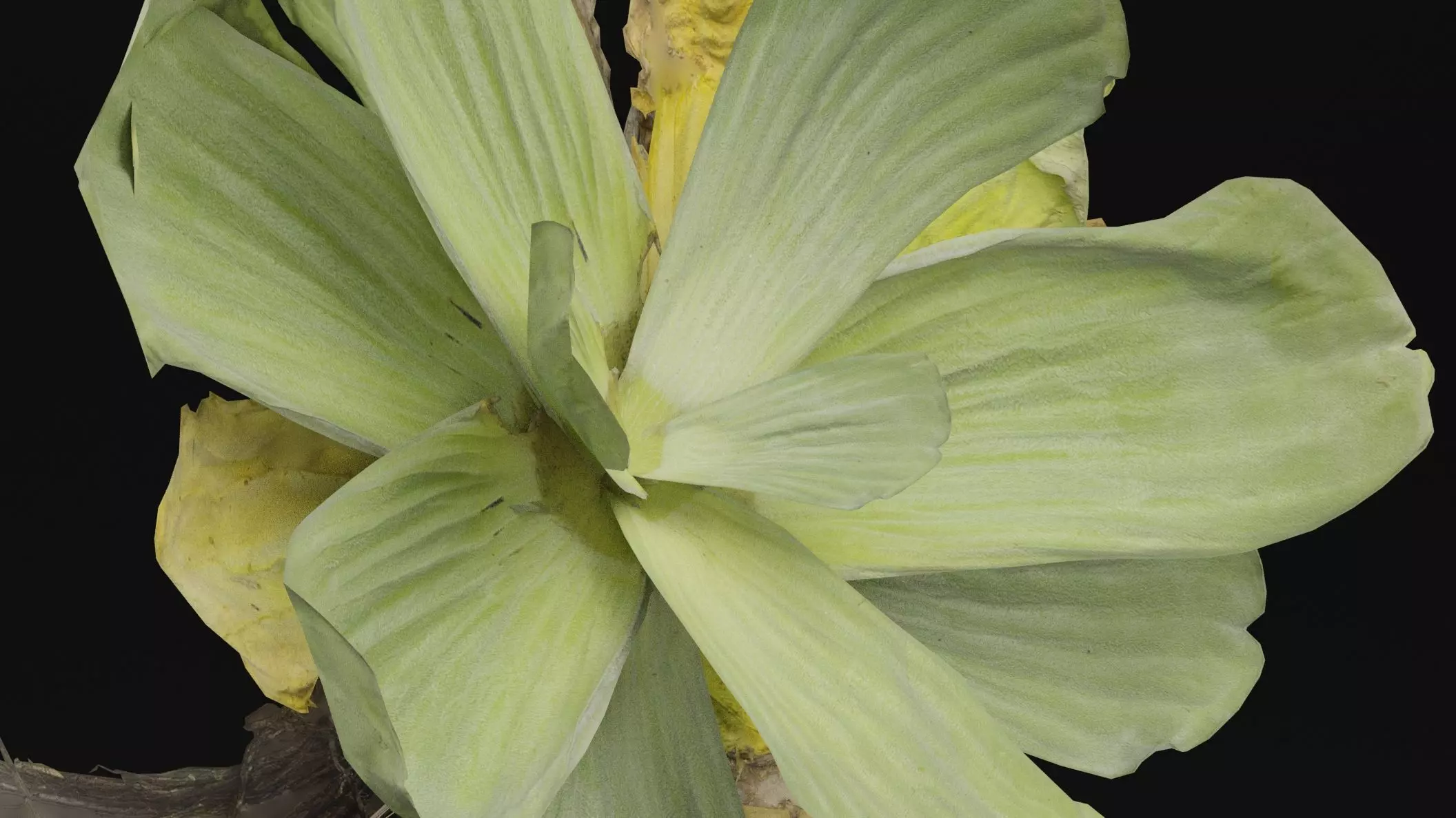 Pistia Plant Low-poly 3D model_3