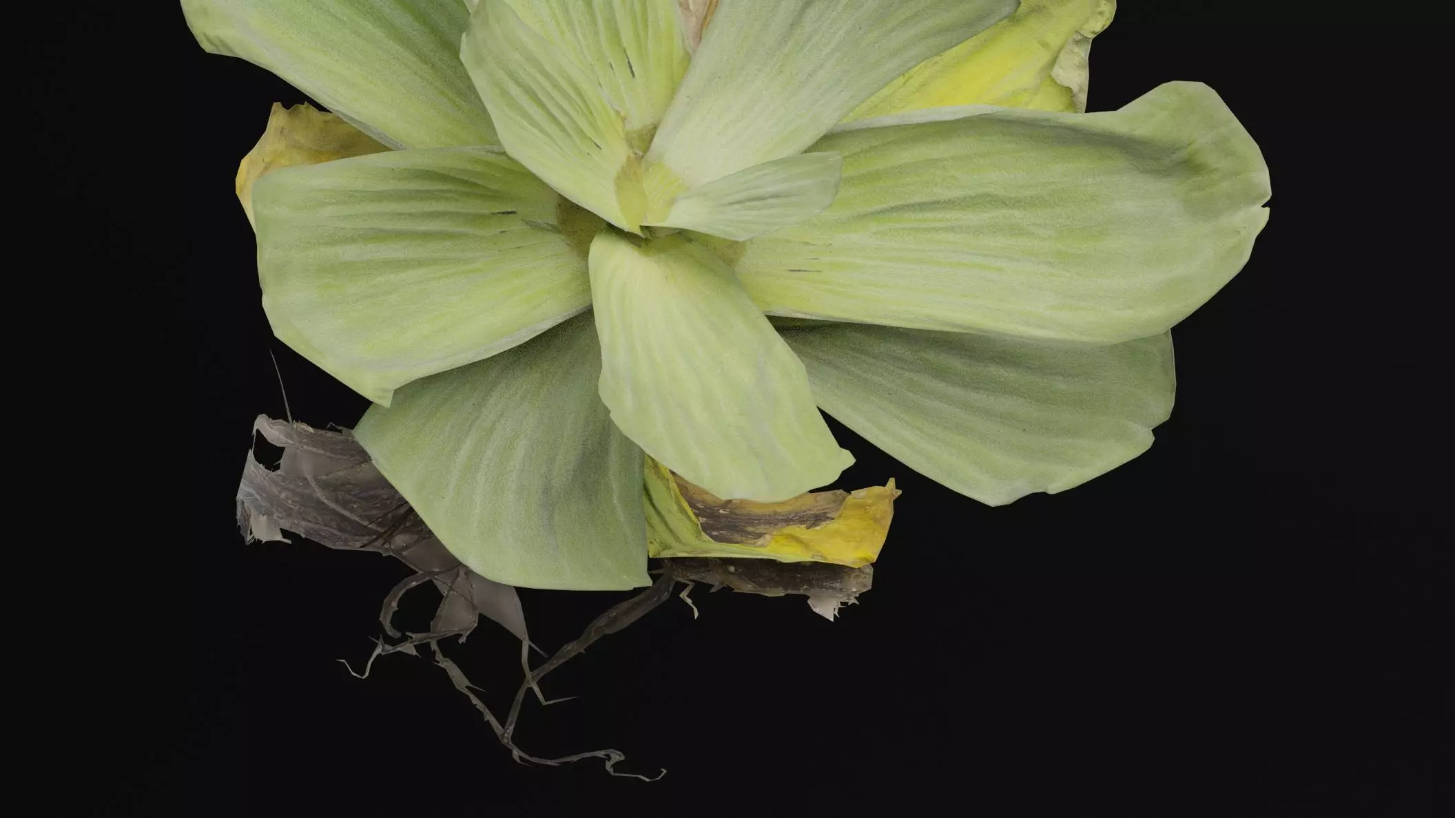 Pistia Plant Low-poly 3D model_1