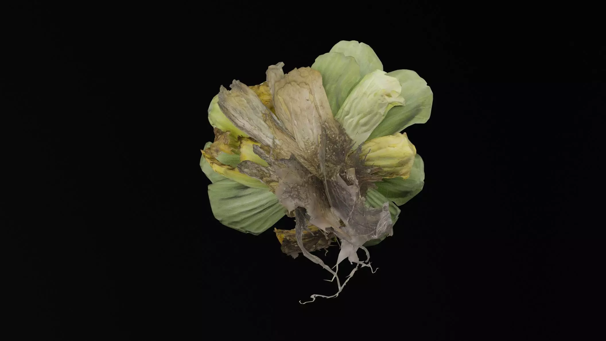 Pistia Plant Low-poly 3D model_2