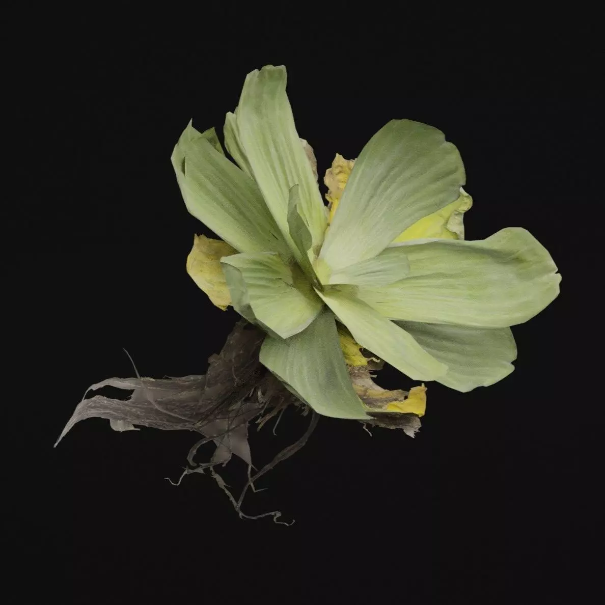 Pistia Plant Low-poly 3D model_5