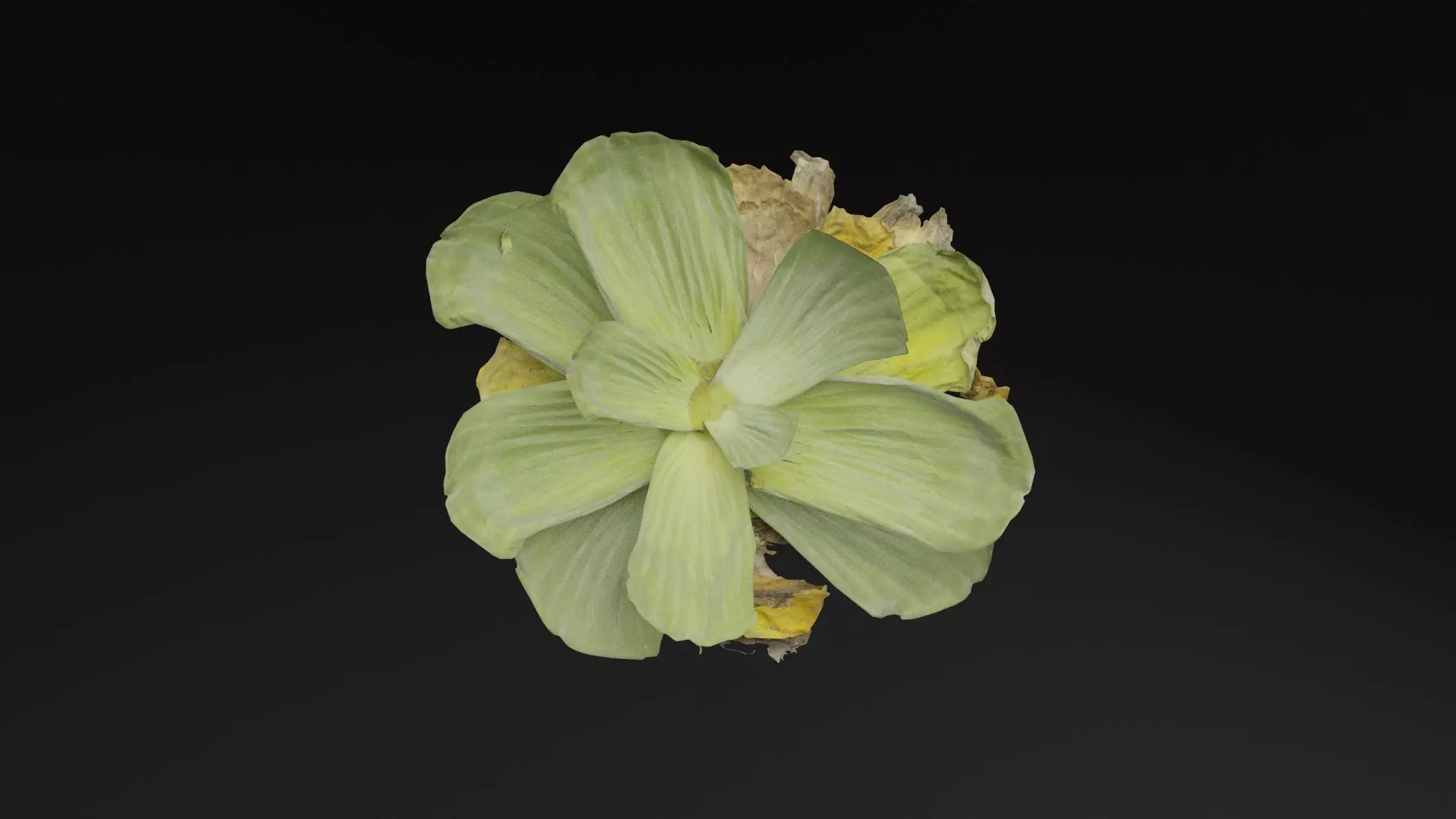 Pistia Plant Low-poly 3D model_4