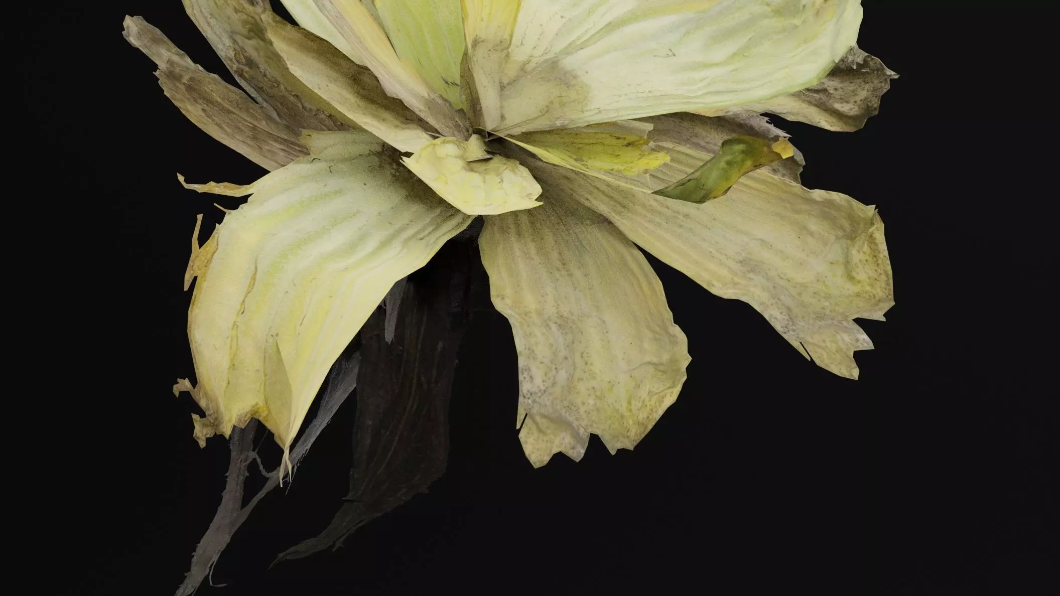 Pistia Plant Low-poly 3D model_1