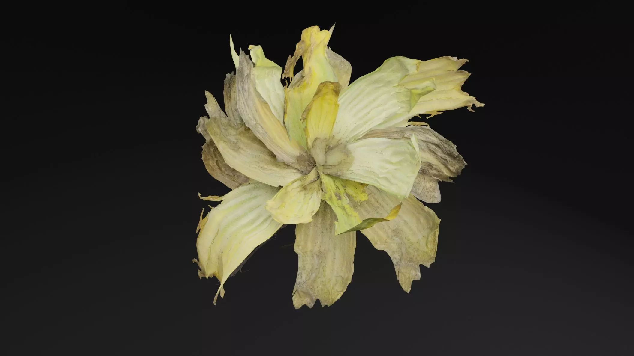 Pistia Plant Low-poly 3D model_4