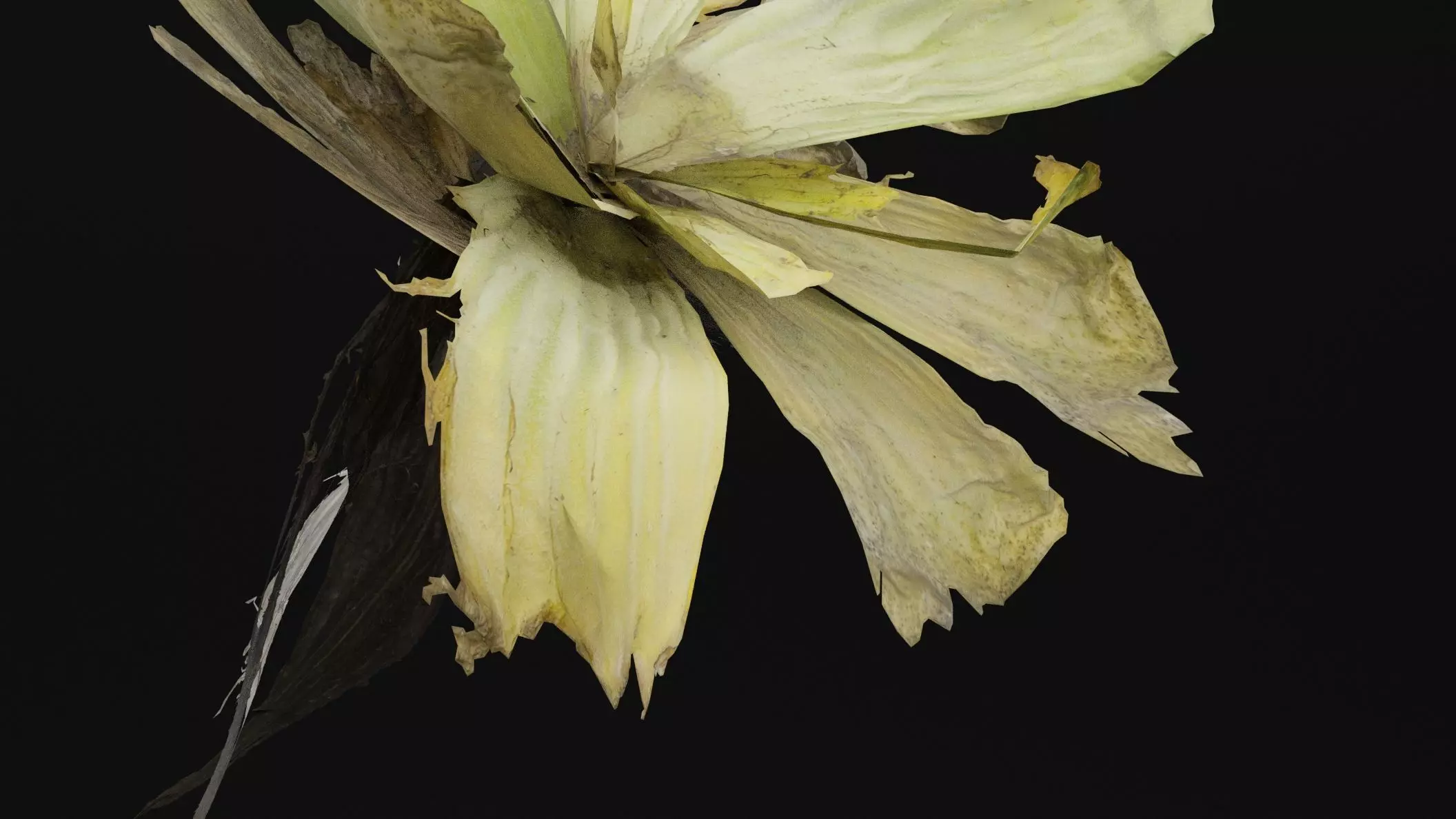 Pistia Plant Low-poly 3D model_3