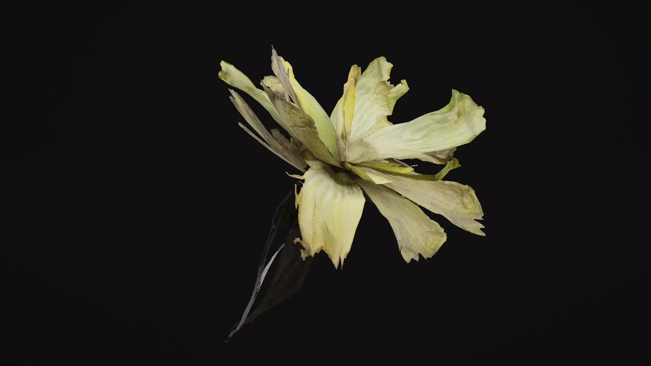 Pistia Plant Low-poly 3D model_0